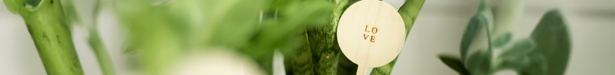 Green plant with a wooden âLoveâ tag, representing natural ingredients and mindful bodycare