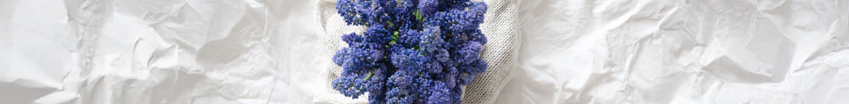 Close-up of vibrant lavender flowers on a soft white fabric, representing calming floral notes in lavender self-care rituals.