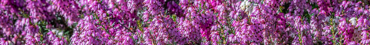 fragrance for anxiety and sleep