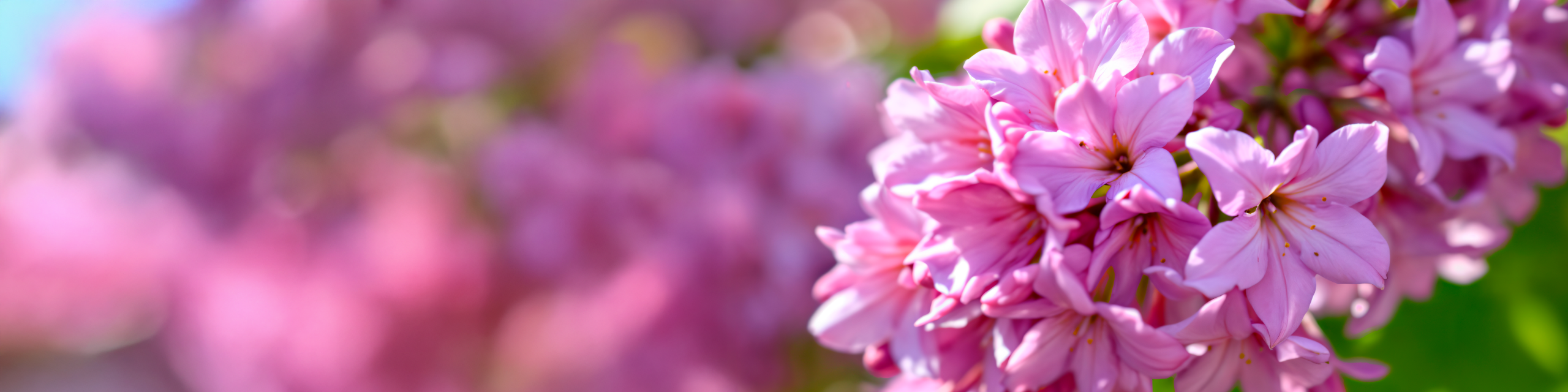 clean vegan fragrance